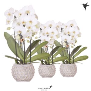 Phalaenopsis Elegant Cascade Kolibri Orchids Phalaenopsis Cascade Niagara Fall white 3 spikee in Marrakesh Potplants
(3 Plants/Order)(12cmP 50cmH)