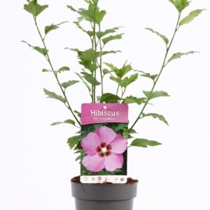 Hibiscus syriacus Hibiscus syr. 'Woodbridge' P15
(6 Plants/Order)(15cmP 20cmH)