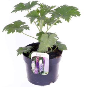 Delphinium Magic Fount Delphinium M.F. Dark Blue/Dark Bee
(6 Plants/Order)(17cmP 35cmH)