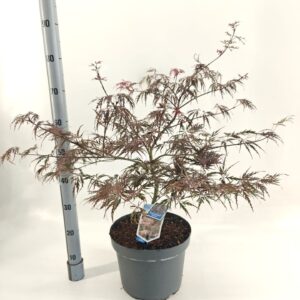 Acer palmatum Garnet Acer pal. 'Garnet'
(1 Plants/Order)(29cmP 70cmH)