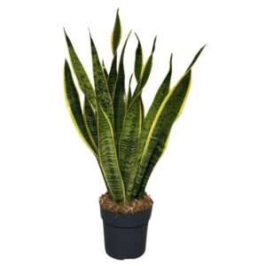 Sansevieria Laurentii Sansevieria Laurentii
(6 Plants/Order)(17cmP 60cmH)