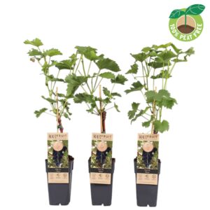 Vitis other white vinifera 'Venus', P15 (pitloos) geënt
(10 Plants/Order)(15cmP 50cmH)