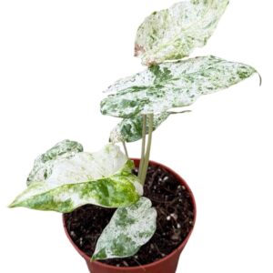 Alocasia Alocasia Odora Variegata Batik
(9 Plants/Order)(10.5cmP 20cmH)