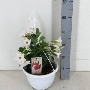 Mandevilla Sundaville White p27HW Man.Sundaville White hangpot white
(1 Plants/Order)(27cmP 25cmH)