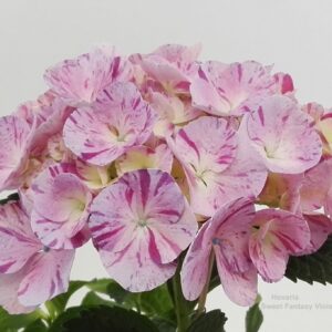 Hydrangea Hovaria Hydrangea Hovaria Sweet Fantasy purpel
(6 Plants/Order)(14cmP 45cmH)