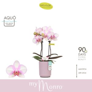 Phalaenopsis other pink (enkele ta MyMonro Make-up 2 spike in Molise Lilac Aquo
(6 Plants/Order)(7cmP 25cmH)
