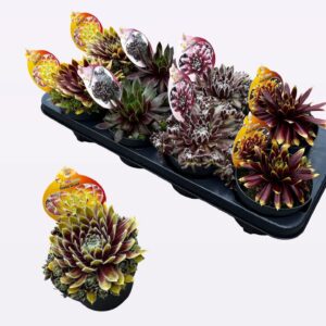 Sempervivum Chick Charms mixed Chick Charms "Super"
(8 Plants/Order)(12cmP 18cmH)