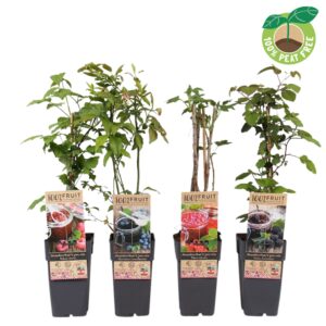 fruit trees other Jam thema mix laag, P15
(10 Plants/Order)(15cmP 50cmH)