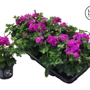 Pelargonium LongLife Peltatum Double Purple
(8 Plants/Order)(10.5cmP 25cmH)