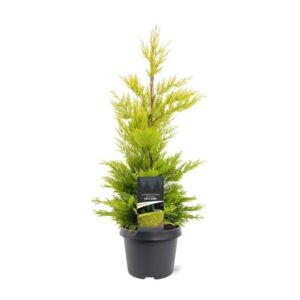 Cupressocyparis Gold Rid Cupressocyparis leyl. 'Gold Rider'
(1 Plants/Order)(19cmP 45cmH)