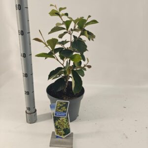 Hamamelis x intermedia Westerstede Hamamelis int. 'Westerstede'
(1 Plants/Order)(23cmP 70cmH)