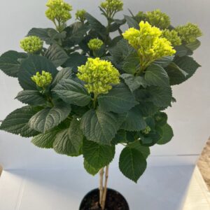 Hydrangea Magical Amethyst Hydrangea Magical® Amethyst pink 23 cm 7+ kop rijp 2
(1 Plants/Order)(23cmP 90cmH)