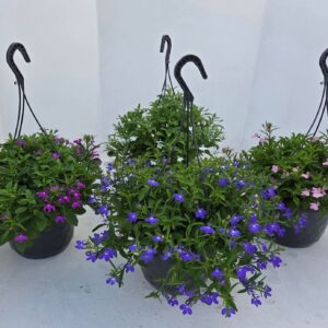 Lobelia lobelia HP 23 mixed
(1 Plants/Order)(23cmP 40cmH)