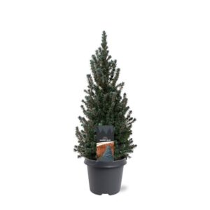 Picea glauca Sanders Blue Picea glauca 'Sander's Blue'
(1 Plants/Order)(23cmP 40cmH)