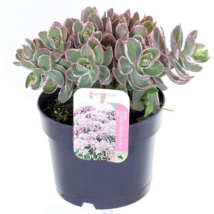 Sedum telephium Sedum telephium La Vie and pink
(6 Plants/Order)(17cmP 25cmH)