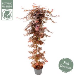 Acer palmatum Skeeters Broom Acer palm. 'Skeeter's Broom' zuil
(1 Plants/Order)(30cmP 175cmH)