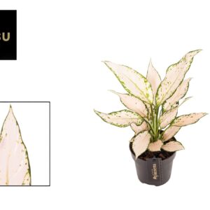 Aglaonema other Aglaonema Vanilla Baby
(6 Plants/Order)(12cmP 35cmH)