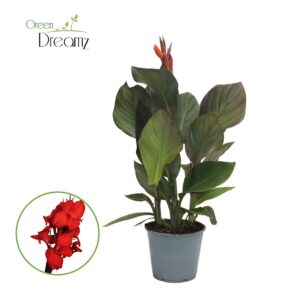 Canna Pacific Beauty Canna Atlantic Beauty Met Flower p 14
(8 Plants/Order)(14cmP 40cmH)