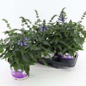 Salvia Salgoon Lake Como Salvia Salgoon Lake Como
(3 Plants/Order)(19cmP 60cmH)