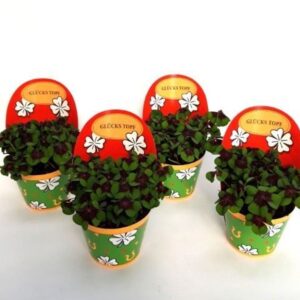 Oxalis deppei Oxalis deppei Geluk Duits
(11 Plants/Order)(9cmP 20cmH)