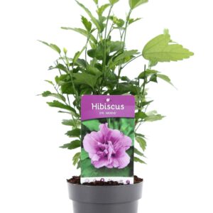 Hibiscus syriacus Ardens Hibiscus syr. 'Ardens' P15
(6 Plants/Order)(15cmP 20cmH)