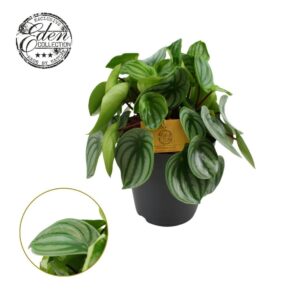 Peperomia argyreia Peperomia Argyreia 15cm
(3 Plants/Order)(15cmP 25cmH)