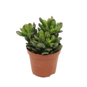 Crassula Gandalf Crassula gandalf 8,5 cm
(12 Plants/Order)(8.5cmP 10cmH)