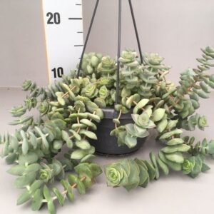 Crassula Crassula hottentot special
(4 Plants/Order)(14cmP 15cmH)