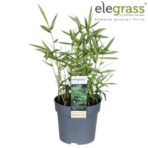 Pleioblastus chino Tsuboi Pleioblastus chino 'Tsuboi' P14
(6 Plants/Order)(14cmP 40cmH)