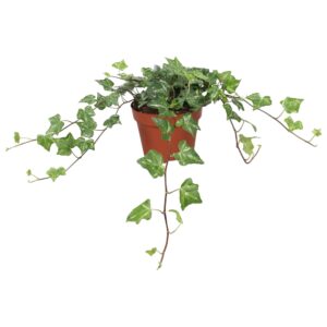 Hedera Kolibri Hedera helix Kolibri
(8 Plants/Order)(13cmP 30cmH)