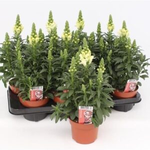 Antirrhinum Florini Diana White Antirrhinum Majus White
(8 Plants/Order)(13cmP 35cmH)