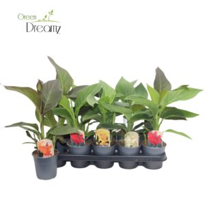 Canna Cannova Canna Cannova Zonder Flower p 12
(10 Plants/Order)(12cmP 35cmH)