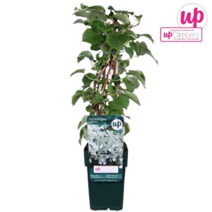 Hydrangea anomala petiolaris Hydrangea petiolaris P12
(12 Plants/Order)(12cmP 45cmH)
