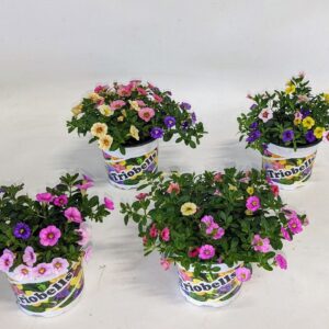 Calibrachoa Triobells Pastel Calibrachoa Triobells
(8 Plants/Order)(13cmP 22cmH)