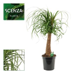 Nolina recurvata Beaucarnea recht 21 cm (Scenza)
(1 Plants/Order)(21cmP 75cmH)