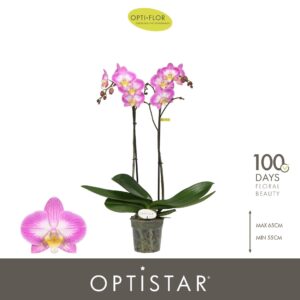 Phalaenopsis other purple more Optistar Carey 2 spike
(6 Plants/Order)(12cmP 60cmH)
