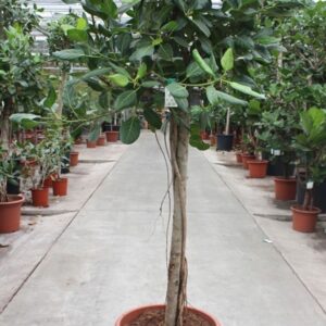 Ficus benghalensis Ficus Benghalensis
(1 Plants/Order)(55cmP 240cmH)