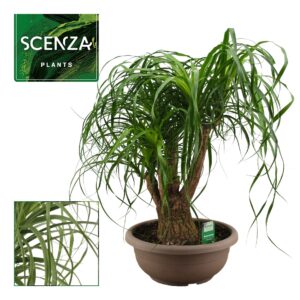 Nolina recurvata Beaucarnea busch compact 35 cm (Scenza)
(1 Plants/Order)(35cmP 80cmH)