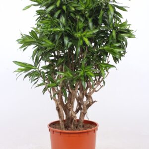 Dracaena Song of Jamaica Dracaena Song of Jamaica
(1 Plants/Order)(34cmP 150cmH)