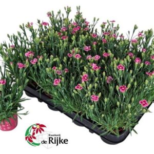 Carnation Pink Kisses Mini Anjer Pink Kisses
(12 Plants/Order)(7cmP 20cmH)