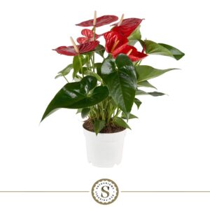 Anthurium Red Champion Red Champion 17cm
(6 Plants/Order)(17cmP 60cmH)