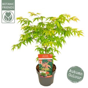 Acer palmatum Osakazuki Acer palm. 'Osakazuki' PREMIUM
(1 Plants/Order)(19cmP 65cmH)
