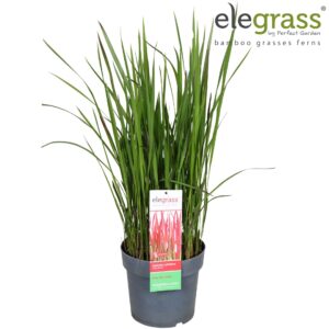 Imperata cylindrica Red Imperata cylindrica 'Red Baron' P23
(1 Plants/Order)(23cmP 70cmH)