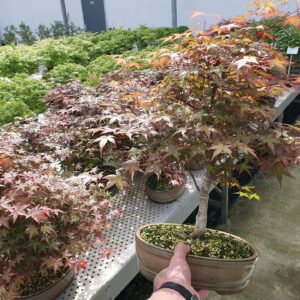 Acer palmatum Deshojo Acer palmatum deshojo, Pot 27cm.
(2 Plants/Order)(27cmP 50cmH)