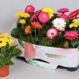 Gerbera Open Air Gerbera Colourgame Garden mix 20-25
(12 Plants/Order)(9cmP 25cmH)