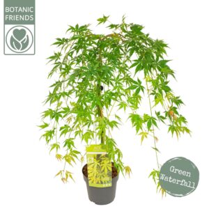 Acer palmatum Acer palm. 'Cascade Emerald' ®
(1 Plants/Order)(19cmP 80cmH)