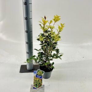 Osmanthus Goshiki Osmanthus het. ‘Goshiki’
(8 Plants/Order)(13cmP 25cmH)