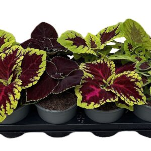 Coleus Plectranthus Coleus mix p14
(8 Plants/Order)(14cmP 25cmH)