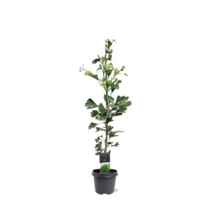 Ginkgo Ginkgo biloba
(1 Plants/Order)(23cmP 90cmH)