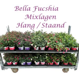 Fuchsia Bella Bella Fuchsia hang/staand (Mix per laag)
(12 Plants/Order)(10.5cmP 25cmH)
